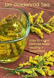 Diy Goldenrod Tea Benefits Studio Botanica Herbal Teas Recipes Tea Blends Recipes Herbal Medicine