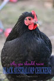 Black Australorp Chicken Egg Color 10 Reasons To Raise Black Australorp Chickens Australorp Chicken Black Australorp Backyard Chicken Farming