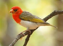 Birds With Red Heads Africa In Pictures Bright And Beautiful In The Bush Beautiful Birds Colorful Birds Nature Pictures