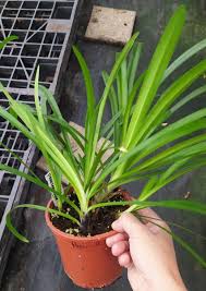 Image result for Agapanthus praecox