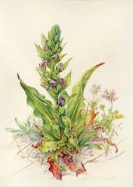 Image result for Dissotis pulchra