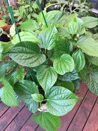 Menurut kamus dewan, maksud bagi peribahasa tersebut adalah: Bagai Kaduk Naik Junjung Copy Paste Je Lah Awak Facebook