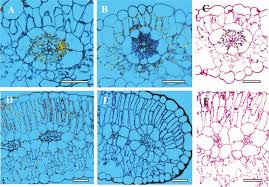 Image result for Cleome schimperi