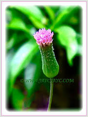 Despite its name, florida tasselflower is actually not a native plant in florida, though it is a common roadside weed. Emilia Sonchifolia Is An Interesting Garden Weed John Jacq S Garden