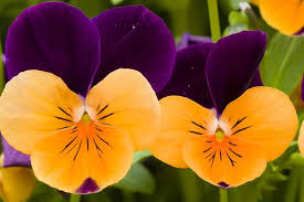 How to Grow Pansy Flowers - When and Where to Plant Pansies