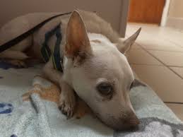 Fundraiser for Lena Wheeler by Helen Balcom : Urgent Care for Rhino's  Health Crisis