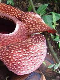 Rafflesia Species Corpse Lily Corpse Flower Rafflesia Arnoldii