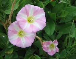 Image result for Convolvulus