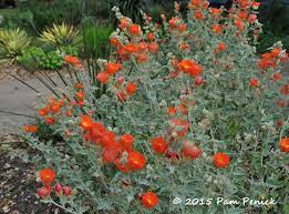 Photo by vince tepedino, ars bee research lab. Plant This Gray Globemallow Lights Up The Garden Digging