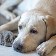 Tumors can start in the liver, or spread to the liver from another cancer in the body. Liver Cancer In Dogs Signs Symtoms Causes Huntersville Vet Carolina Veterinary Specialists