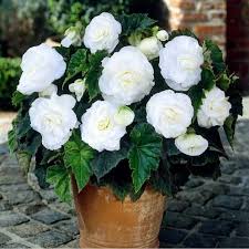 Easy planting instructions and videos. Begonia Bulbs Roseform White Spring Flower Bulbs Eden Brothers Flower Planters Flower Pots White Flowers