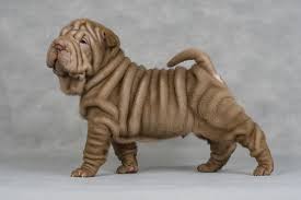 Dogs are now helping tiny humans testify against bad people. 100 Wrinkly Dog Names Ideas For Wrinkled Adorable Dogs Doggie Designer
