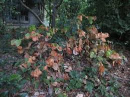 Image result for Vernonia nepetifolia