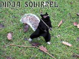 Ninja Squirrel Ninja Squirrel Squirrel Funny Squirrel Pictures
