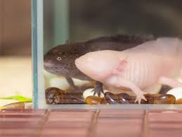How To Cool Axolotl Aquarium Water Axolotl Nerd