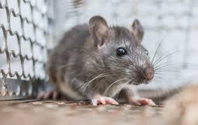 What they are, what they can do, and pest control tips. Category Rats