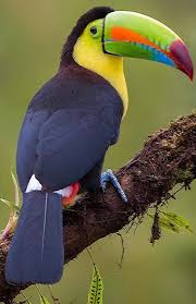 Birds That Start With An S Tucano Aves Tropicais Passaros Bonitos Passaros Coloridos