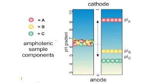 Two Dimensional Gel Electrophoresis (2-De) - Creative Proteomics Blog