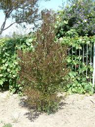 Image result for Dodonaea viscosa