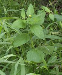 Image result for Sclerocarpus africanus