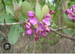 Image result for Vernonia longipedunculata