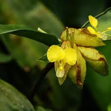 Image result for Ancylobothrys amoena