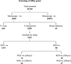 flow chart showing screening of malaria cases by microscopy