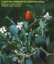 Image result for Capsicum annuum