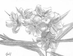 Oleander By Lew Davis Black And White Illustration Drawings My Drawings
