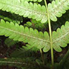 Image result for Pneumatopteris