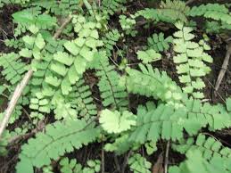 Image result for Adiantum incisum