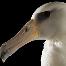 Albatrosses National Geographic