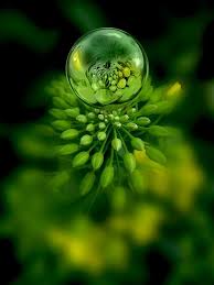 Http Www Pinterest Com Ldseacord Lovin This Pin Macro Photography Nature Photography Macro Photos