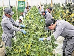 Mega marijuana store offers a strong range of marijuana products. Crece Comercio De Marihuana Tendencias Portafolio