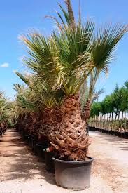 Image result for Washingtonia filifera
