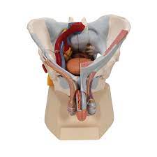 Surgical pelvic anatomy in gynecologic oncology. Pelvis Skeleton Model Male 7 Part 3b Scientific 1013282 H21 3