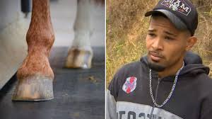 Cavalo mutilado em Bananal: polícia já prendeu alguém?