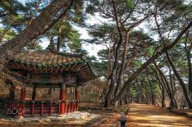 Check spelling or type a new query. Pine Tree Road In South Korea A Small Korean Pagoda Pavilion And Pine Tree Forest Grove At Mupunghansong Gi Beautiful Places On Earth Tree Forest South Korea