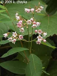 Image result for Sopubia ugandensis