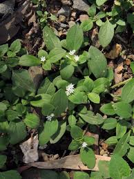 Image result for Richardia brasiliensis