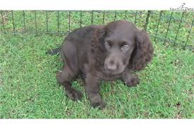 These boykin spaniel puppies grow into hardworking hunting dogs that also make great family companions. Marty Boykin Spaniel Puppy For Sale Near Greenville Upstate South Carolina Fd975936 2361