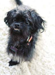 Shih Poo With An Underbite Adorable Dog Shih Poo Dog People Cute Animals