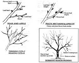 Deciduous fruit trees should be pruned during their dormant period, in late winter or early spring. Fruit Tree Pruning