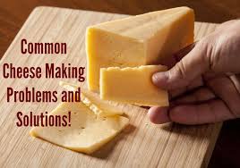 Home Cheese Making Problems And Solutions Healthy Home Economist How To Make Cheese Homemade Cheese Cheese Making Recipes