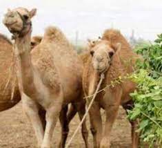 Camel blade meat, brisket, chuck, chuck tender, cube roll, neck, trimmings,mince. Eating Camel Meat Punishable Tell This To People Hc To Telangana Govt Hyderabad News Times Of India
