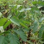 Image result for Brucea antidysenterica