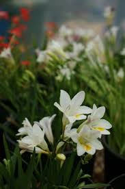 Image result for Freesia laxa