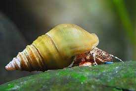 Image result for Pleioceras