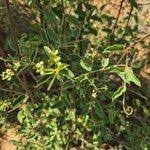 Image result for Helinus integrifolius