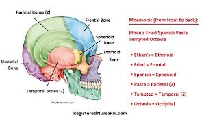 Neurocranium means around the cranium and viscerocranium means on the face. Human Skull Bones Cranial And Facial Bones Mnemonic Anatomy And Physiology